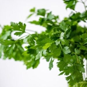 Coriander